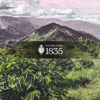 Amor – Colombian Specialty Microlot