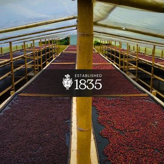 Gesha – Colombian Exotic Microlot